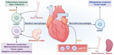 Transcriptional regulation of macrophages in heart failure